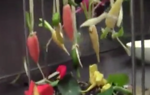 Les légumes suspendus par sven chartier