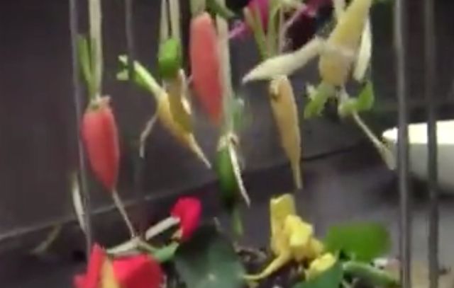 Les légumes suspendus par sven chartier