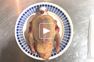 Pigeon, pomme, hibiscus