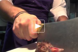 Pigeon rose à l'étouffée