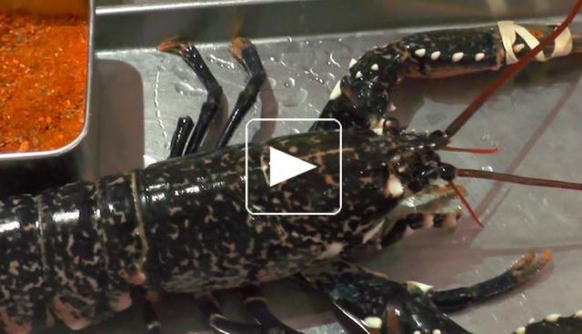 Homard, salsifis, coings