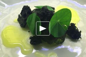 Avocat tortue ninja