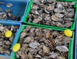 Huîtres et coquillages Retailleau