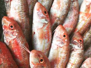 Quentin le poissonnier