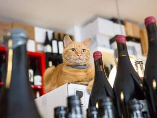 Le lieu du vin