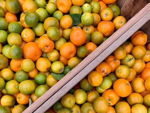 Traité de l’agrume à l’usage de ceux qui en ont dans le citron