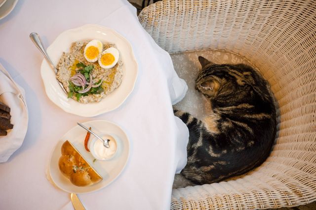 Tout ce que le forshmak m’a appris sur la guerre en Ukraine