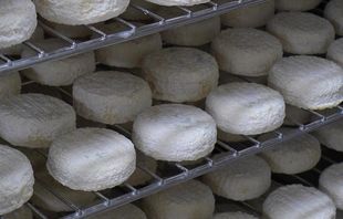 Alléosse