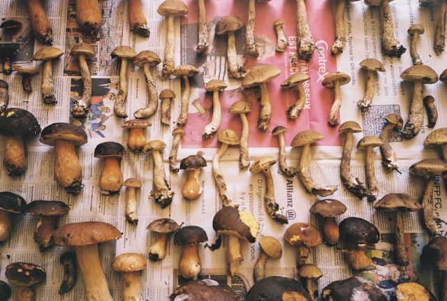 La cueillette des champignons a l’aura des bois